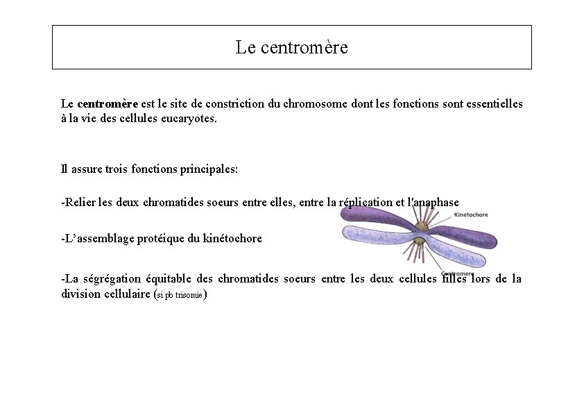 Le centromère est le site de constriction du chromosome dont les fonctions sont essentielles