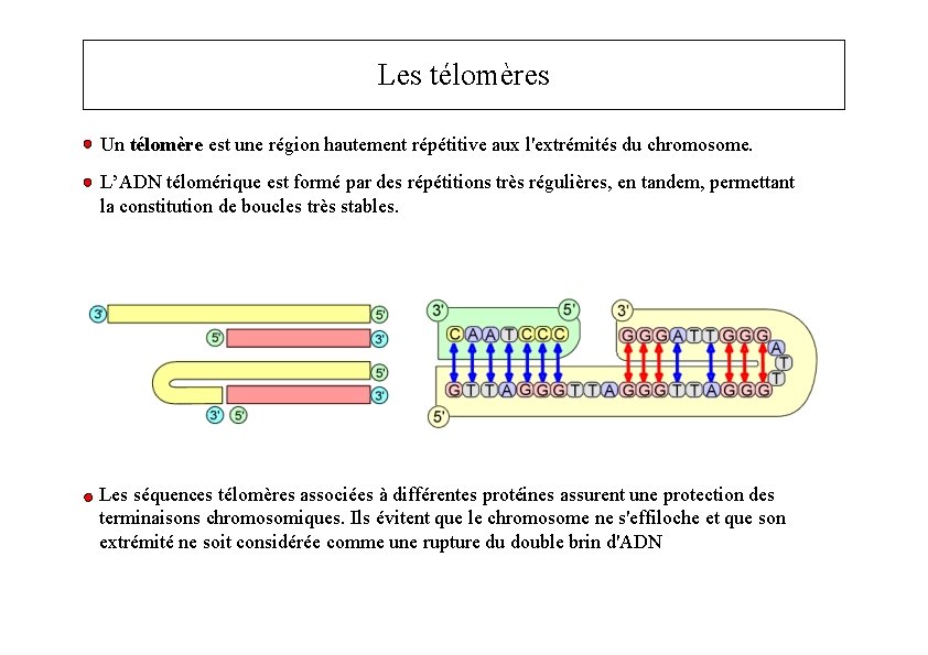 Les télomères Un télomère est une région hautement répétitive aux l'extrémités du chromosome. L’ADN