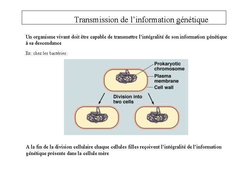 Transmission de l’information génétique Un organisme vivant doit être capable de transmettre l’intégralité de