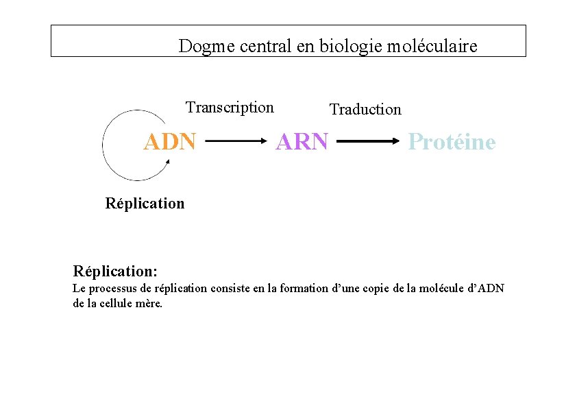 Dogme central en biologie moléculaire Transcription ADN Traduction ARN Protéine Réplication: Le processus de
