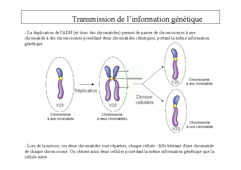 Transmission de l’information génétique - La duplication de l'ADN (et donc des chromatides) permet