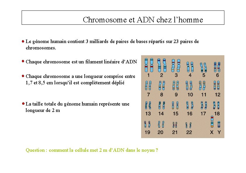 Chromosome et ADN chez l’homme Le génome humain contient 3 milliards de paires de