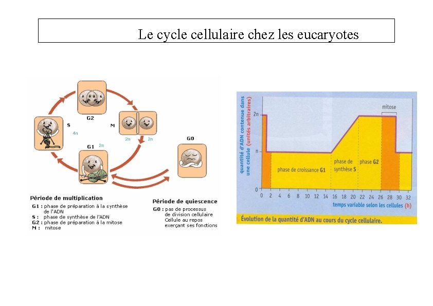 Le cycle cellulaire chez les eucaryotes 