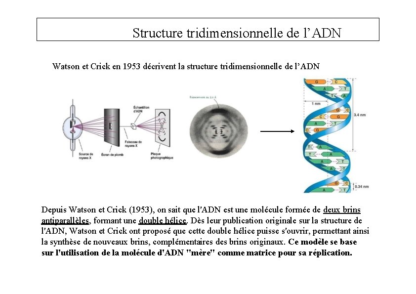 Structure tridimensionnelle de l’ADN Watson et Crick en 1953 décrivent la structure tridimensionnelle de