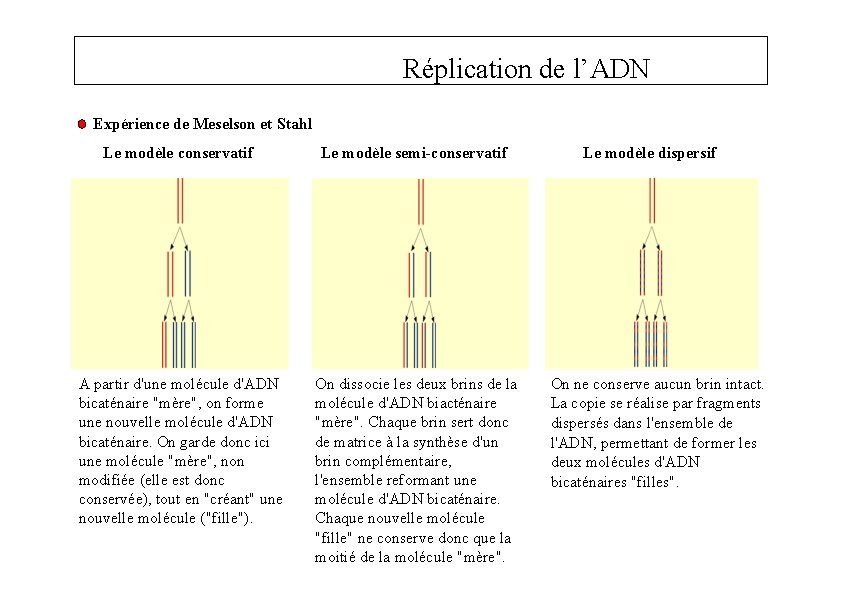 Réplication de l’ADN Expérience de Meselson et Stahl Le modèle conservatif Le modèle semi-conservatif