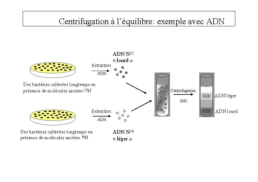 Centrifugation à l’équilibre: exemple avec ADN Extraction ADN N 15 « lourd » ADN