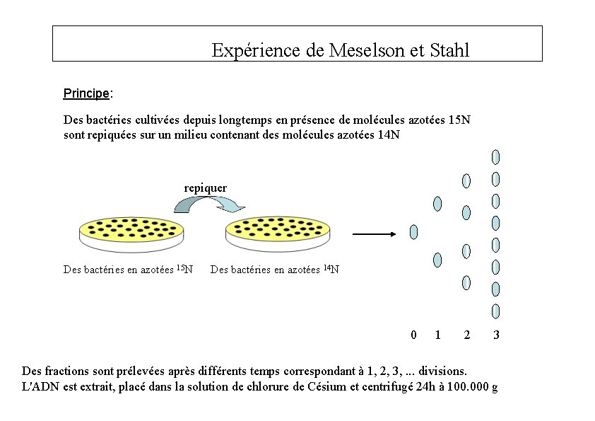 Expérience de Meselson et Stahl Principe: Des bactéries cultivées depuis longtemps en présence de