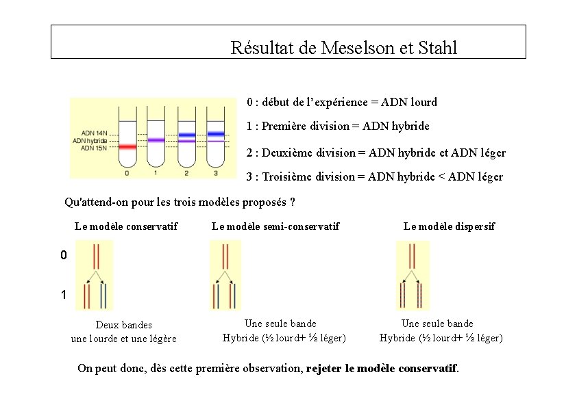 Résultat de Meselson et Stahl 0 : début de l’expérience = ADN lourd 1