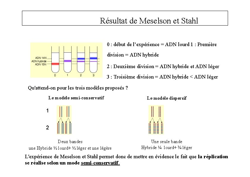 Résultat de Meselson et Stahl 0 : début de l’expérience = ADN lourd 1