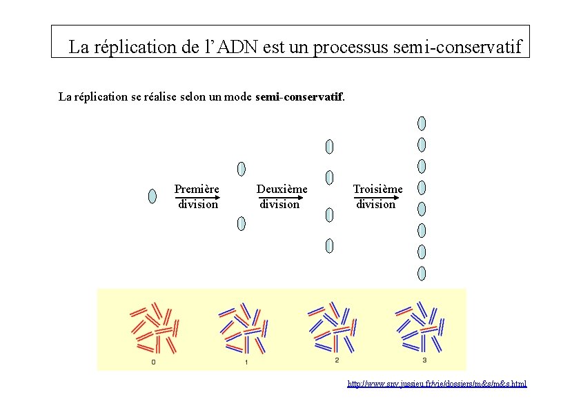 La réplication de l’ADN est un processus semi-conservatif La réplication se réalise selon un