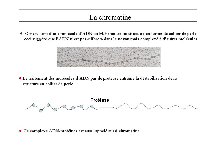 La chromatine Observation d’une molécule d’ADN au M. E montre un structure en forme