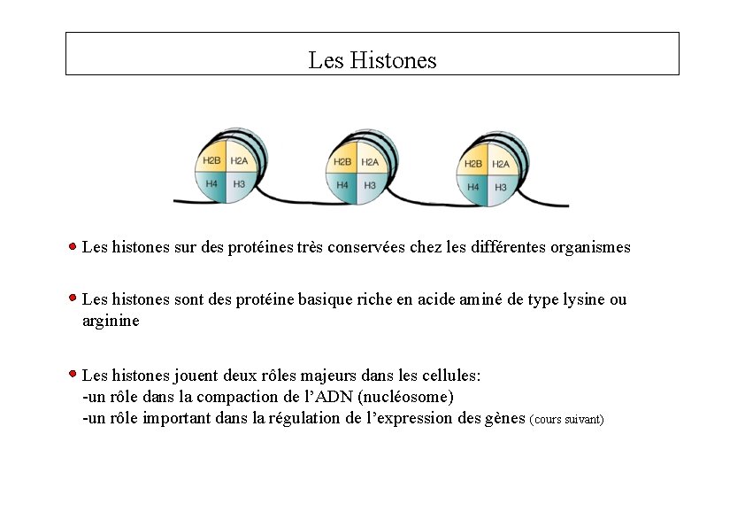 Les Histones Les histones sur des protéines très conservées chez les différentes organismes Les