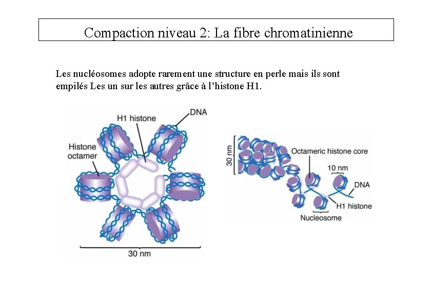 Compaction niveau 2: La fibre chromatinienne Les nucléosomes adopte rarement une structure en perle