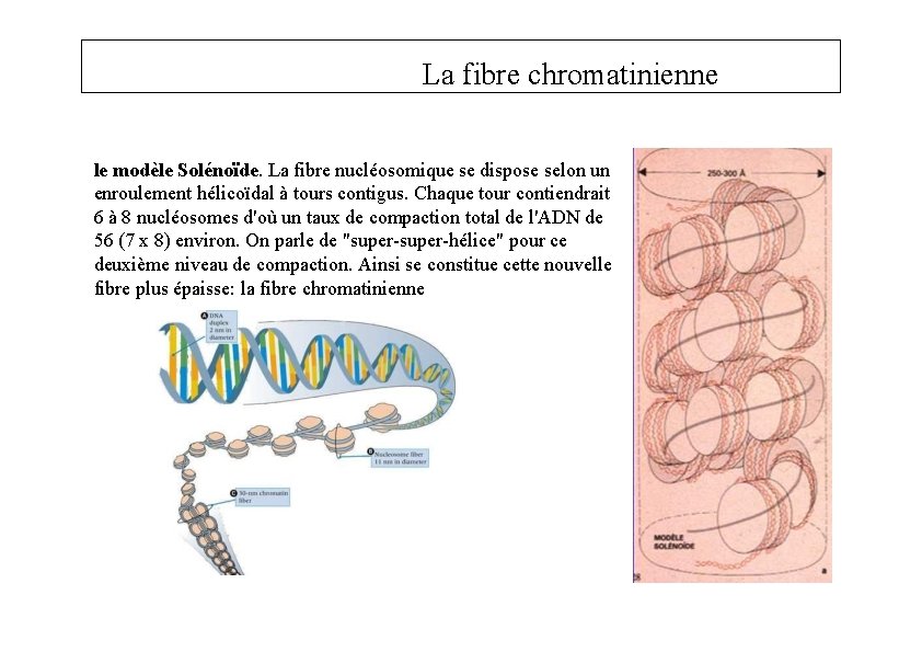La fibre chromatinienne le modèle Solénoïde. La fibre nucléosomique se dispose selon un enroulement