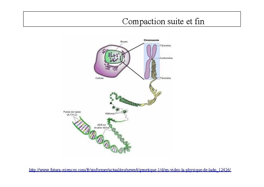 Compaction suite et fin http: //www. futura-sciences. com/fr/sinformer/actualites/news/t/genetique-1/d/en-video-la-physique-de-ladn_12426/ 