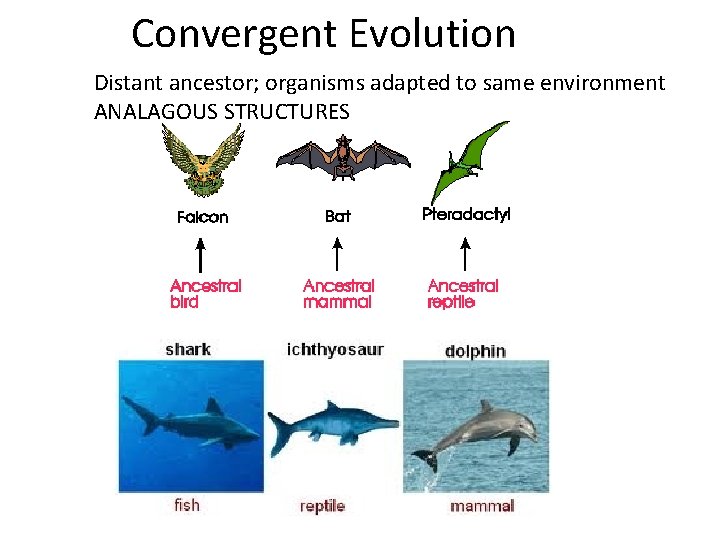 Convergent Evolution Distant ancestor; organisms adapted to same environment ANALAGOUS STRUCTURES 
