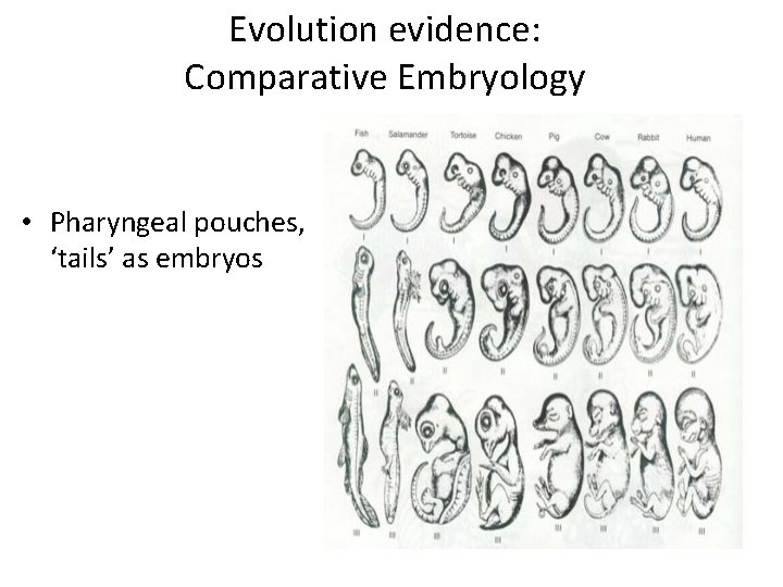 Evolution evidence: Comparative Embryology • Pharyngeal pouches, ‘tails’ as embryos 