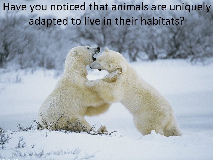 Have you noticed that animals are uniquely adapted to live in their habitats? 