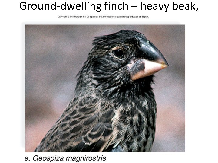 Ground-dwelling finch – heavy beak, seed diet 