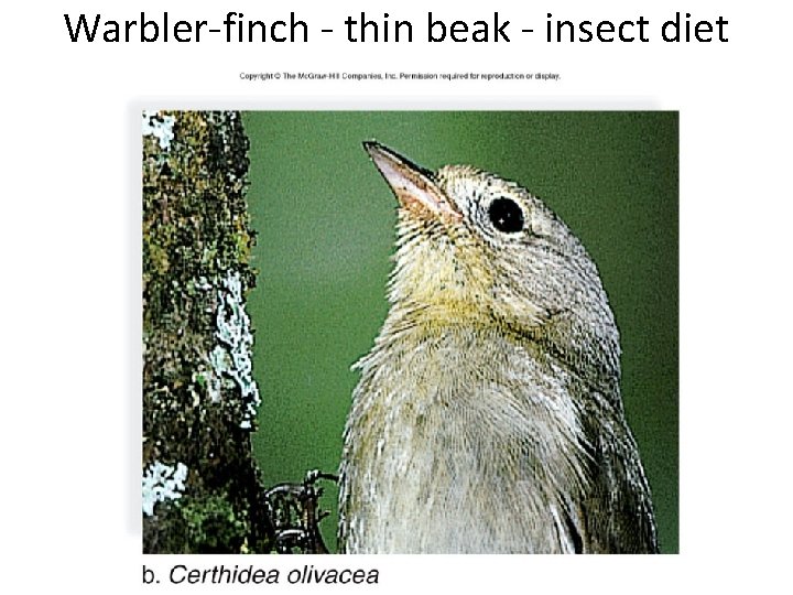 Warbler-finch - thin beak - insect diet 