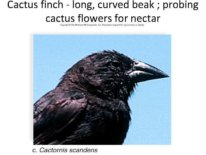 Cactus finch - long, curved beak ; probing cactus flowers for nectar 