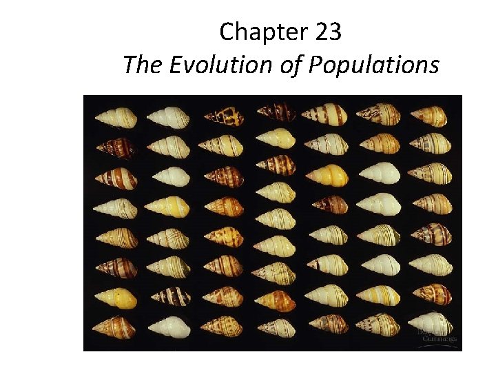 Chapter 23 The Evolution of Populations 