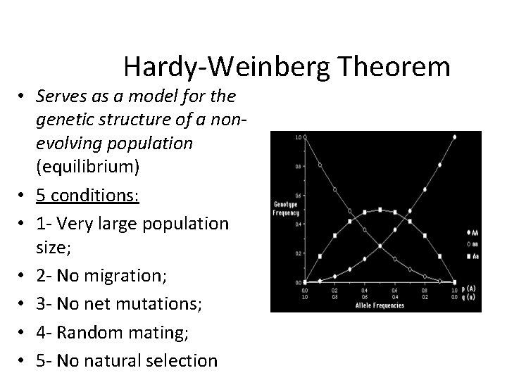 Hardy-Weinberg Theorem • Serves as a model for the genetic structure of a nonevolving