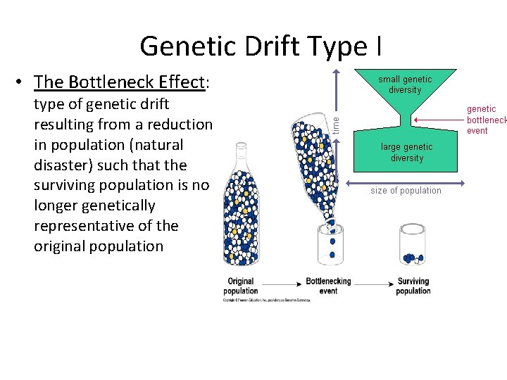 Genetic Drift Type I • The Bottleneck Effect: type of genetic drift resulting from