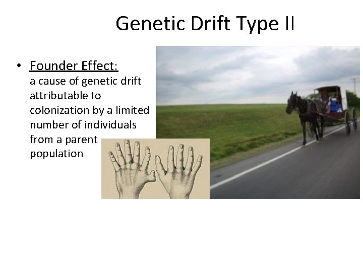 Genetic Drift Type II • Founder Effect: a cause of genetic drift attributable to