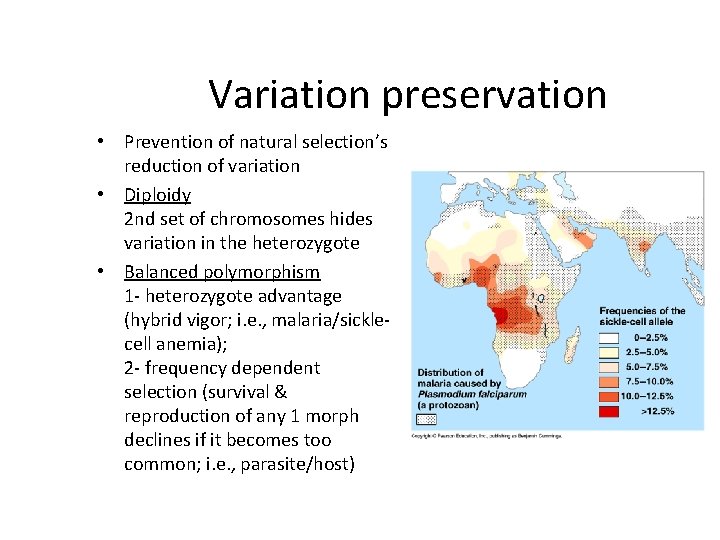 Variation preservation • Prevention of natural selection’s reduction of variation • Diploidy 2 nd