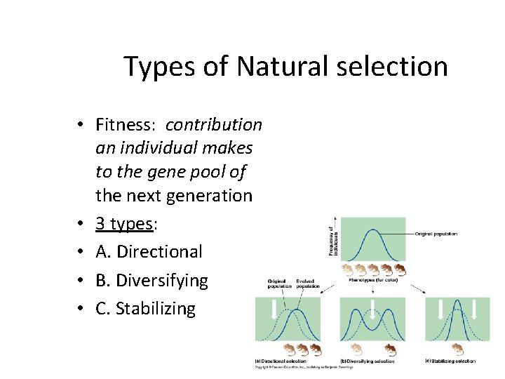 Types of Natural selection • Fitness: contribution an individual makes to the gene pool