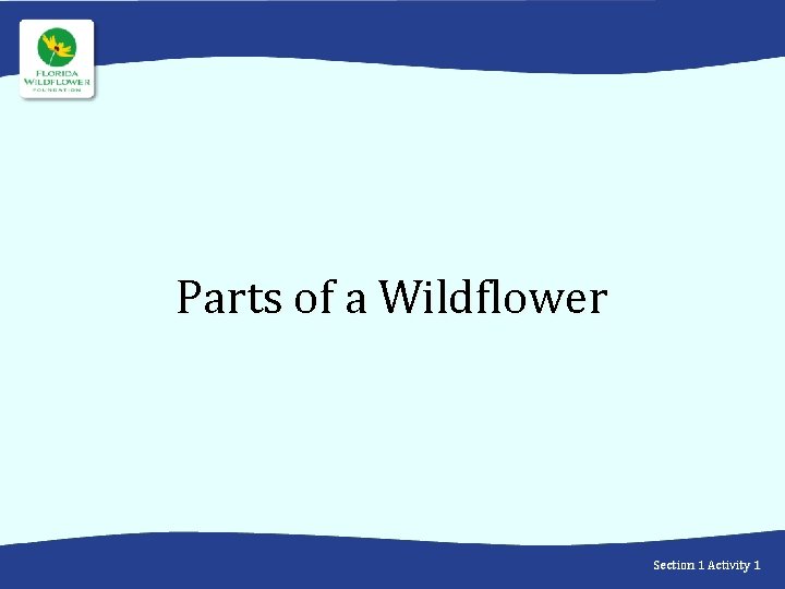 Parts of a Wildflower Section 1 Activity 1 