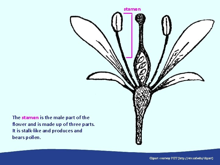 stamen The stamen is the male part of the flower and is made up