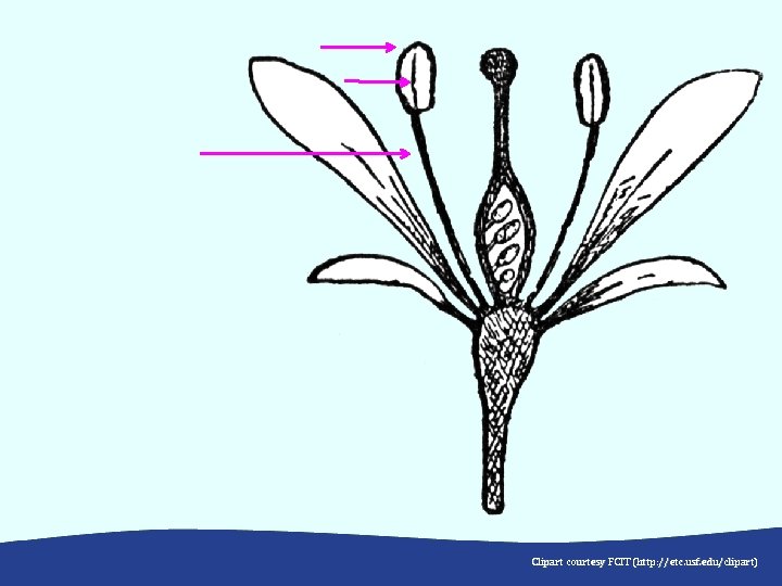 Clipart courtesy FCIT (http: //etc. usf. edu /clipart) (http: //etc. usf. edu/clipart) 