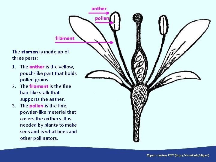 anther pollen filament The stamen is made up of three parts: 1. The anther