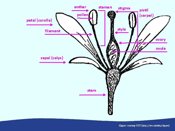 anther stamen stigma pollen petal (corolla) pistil (carpel) style filament ovary ovule sepal (calyx)