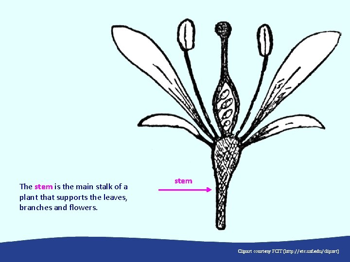 The stem is the main stalk of a plant that supports the leaves, branches