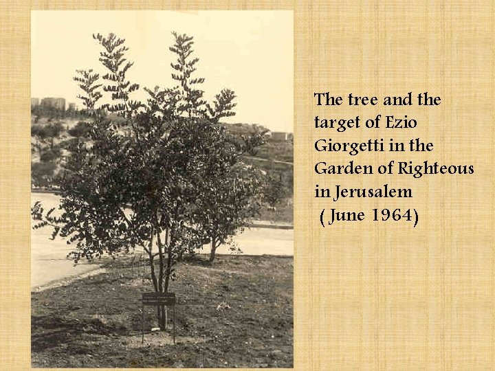 The tree and the target of Ezio Giorgetti in the Garden of Righteous in