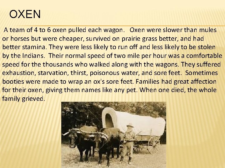 OXEN A team of 4 to 6 oxen pulled each wagon. Oxen were slower