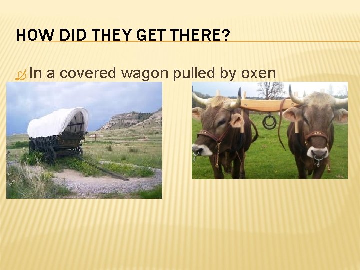 HOW DID THEY GET THERE? In a covered wagon pulled by oxen 