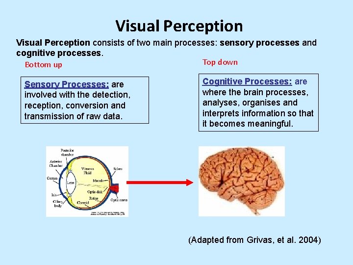 Visual Perception consists of two main processes: sensory processes and cognitive processes. Top down