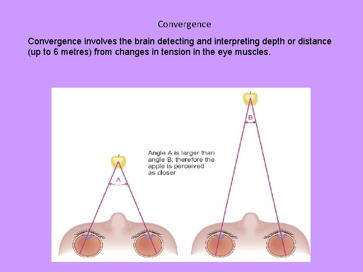 Convergence involves the brain detecting and interpreting depth or distance (up to 6 metres)