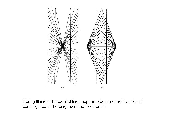 Hering Illusion: the parallel lines appear to bow around the point of convergence of