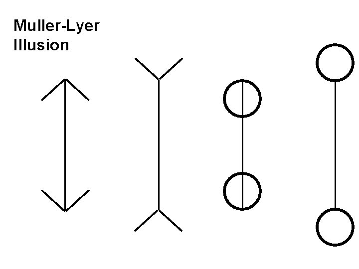 Muller-Lyer Illusion 