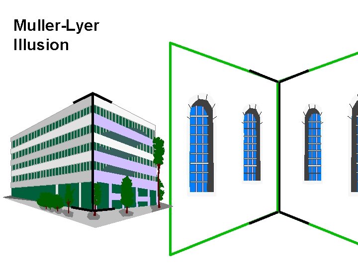 Muller-Lyer Illusion 