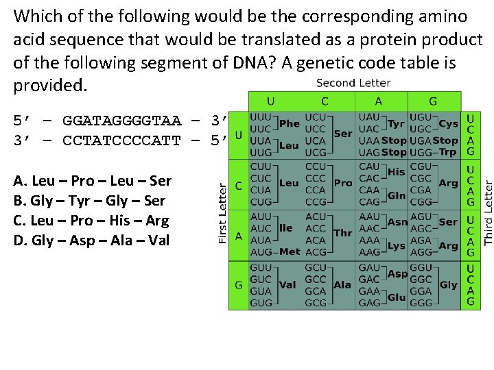 Which of the following would be the corresponding amino acid sequence that would be