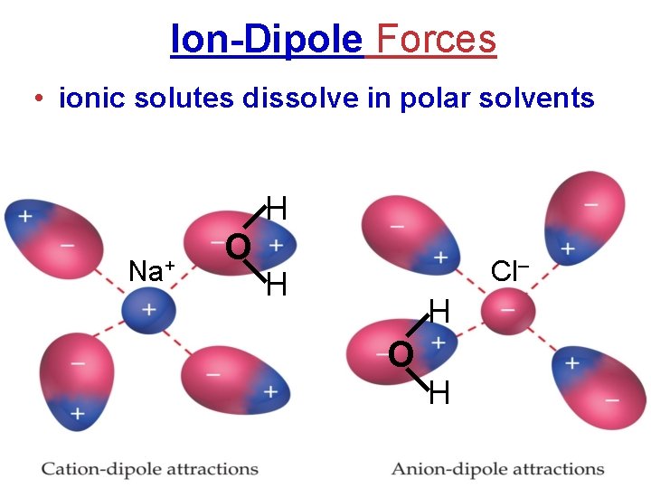Ion-Dipole Forces • ionic solutes dissolve in polar solvents H Na+ O Cl– H