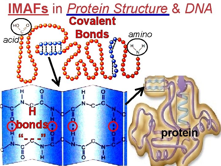 IMAFs in Protein Structure & DNA acid H bonds “- - -” Covalent Bonds