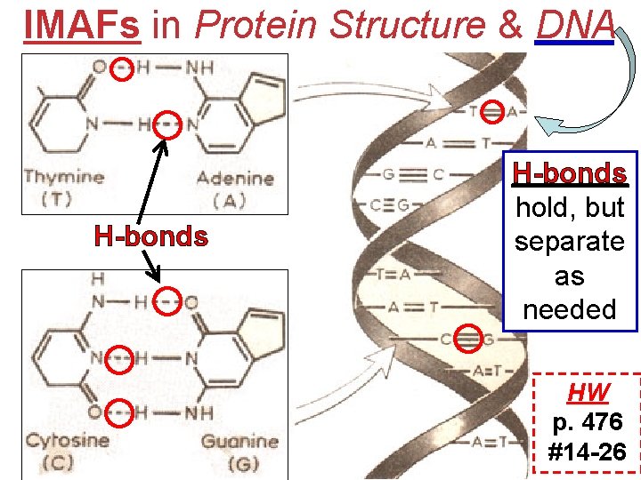 IMAFs in Protein Structure & DNA H-bonds hold, but separate as needed HW p.