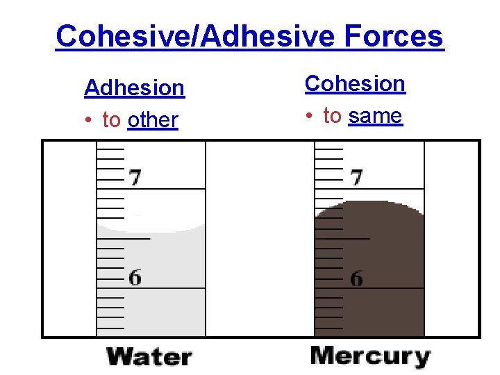 Cohesive/Adhesive Forces Adhesion • to other Cohesion • to same 